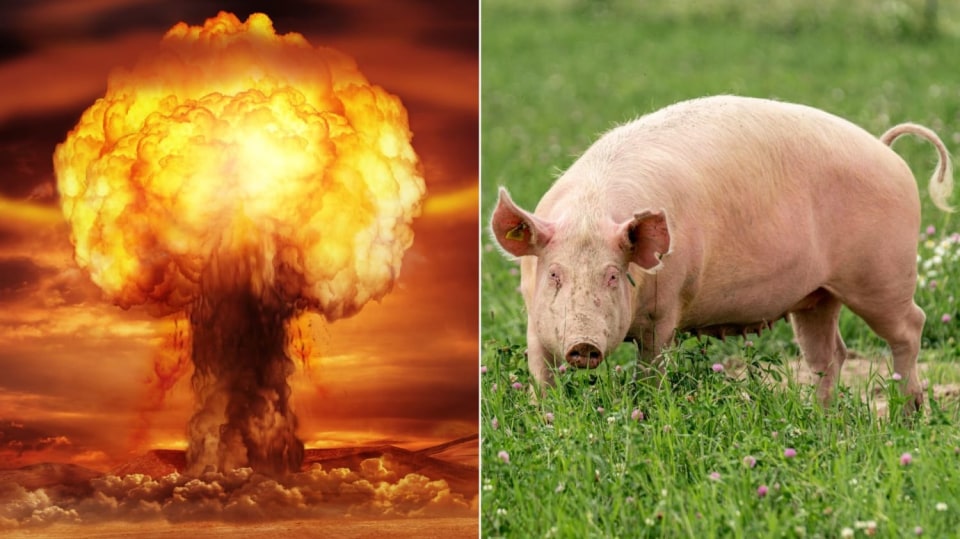 Souvislost atomových bomb s prasaty bohužel není nijak úsměvná...